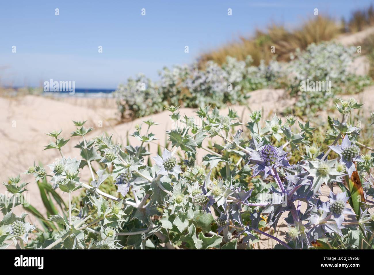 La plage de Praia da Amoreira abrite un certain nombre d'espèces de plantes côtières telles que l'eryngium maritimum - Algarve, Portugal Banque D'Images