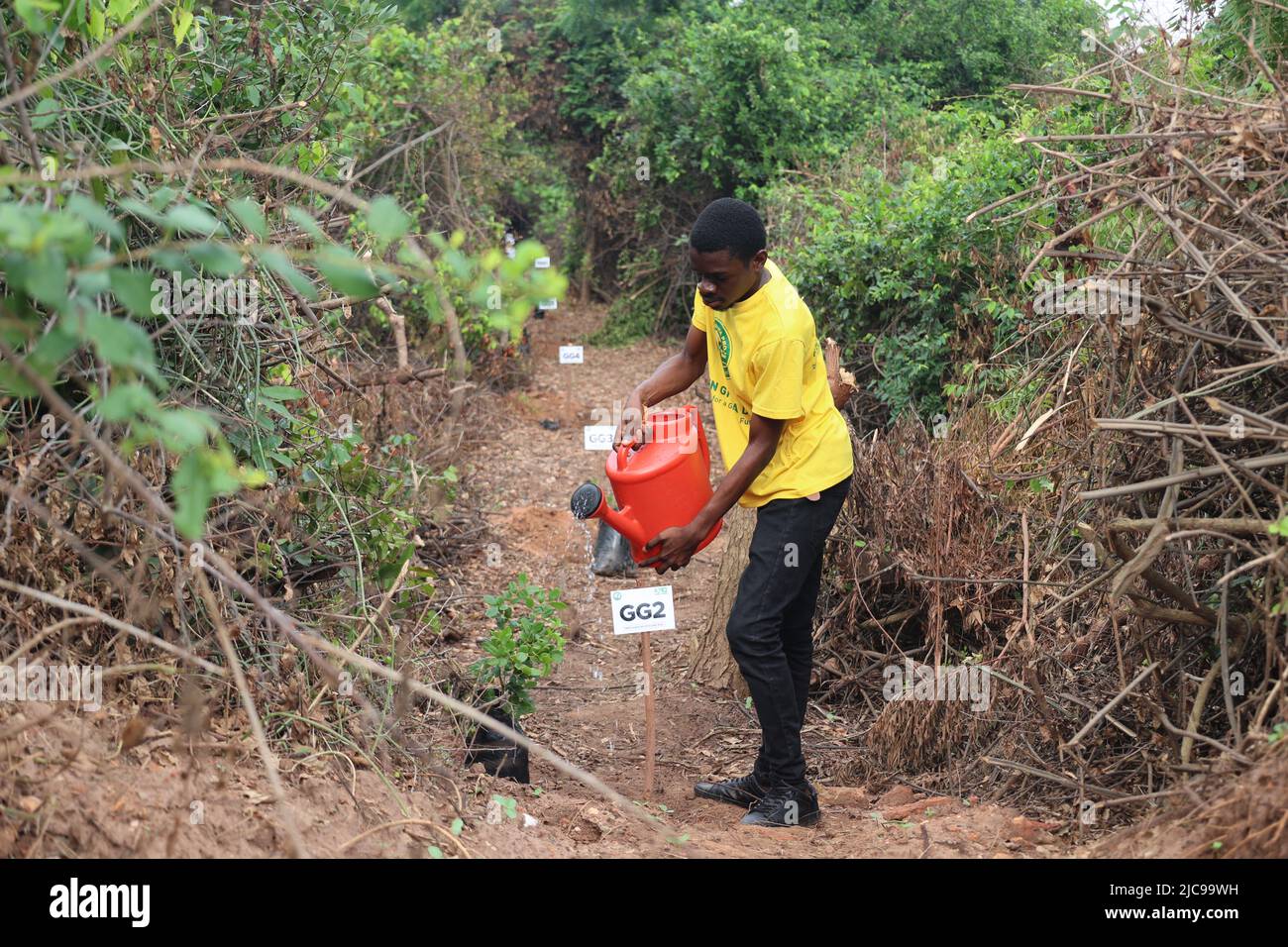 Accra, Ghana. 10th juin 2022. Un volontaire arrose une plantule dans une forêt à Accra, Ghana, 10 juin 2022. Vendredi, le gouvernement ghanéen s'est engagé à planter au moins 20 millions d'arbres au cours de cette année pour restaurer les forêts à l'échelle nationale. Le Président Nana Addo Dankwa Akufo-Addo a fait cet appel lors d'une activité de plantation d'arbres dans la capitale pour commémorer la deuxième Journée verte du Ghana. Credit: Seth/ Xinhua/Alay Live News Banque D'Images
