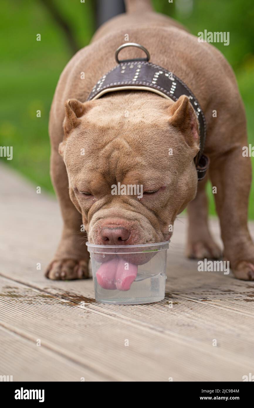 Un chien américain Bully boit de l'eau lors d'une promenade dans le parc. Un propriétaire attentionné prend de l'eau pour un animal de compagnie lors d'une journée chaude Banque D'Images
