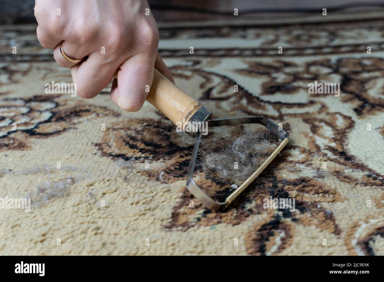 Nettoyer la moquette de la laine et des cheveux. Un outil spécial de nettoyage de tapis. Déchets et laine sur le sol. Nettoyage de la maison. Retirez la laine et les cheveux de la carpe Banque D'Images