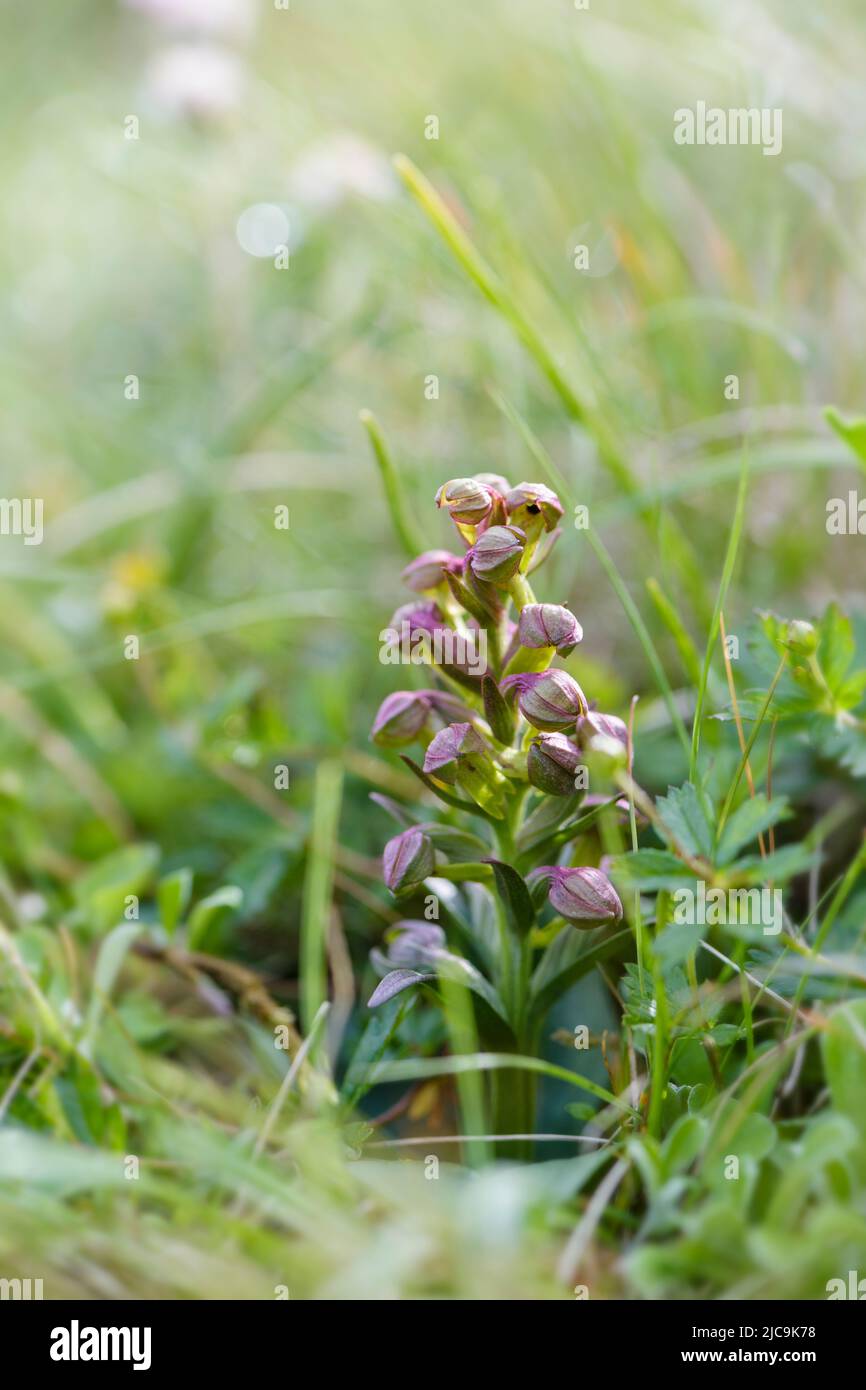 Orchidée à long bractées - viride de Coeloglossum, petite plante rare d'orchidées provenant de prairies et de prairies de l'hémisphère Nord, îles Shetland, Écosse, Royaume-Uni. Banque D'Images