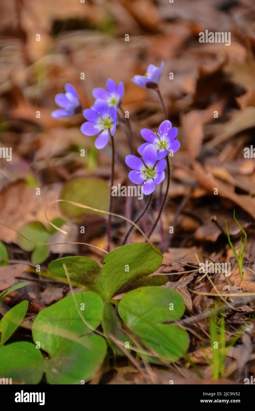 Plantes à fleurs sur les dunes de sable au printemps dans un parc d'état. Indiana Dunes National Lakeshore, États-Unis Banque D'Images