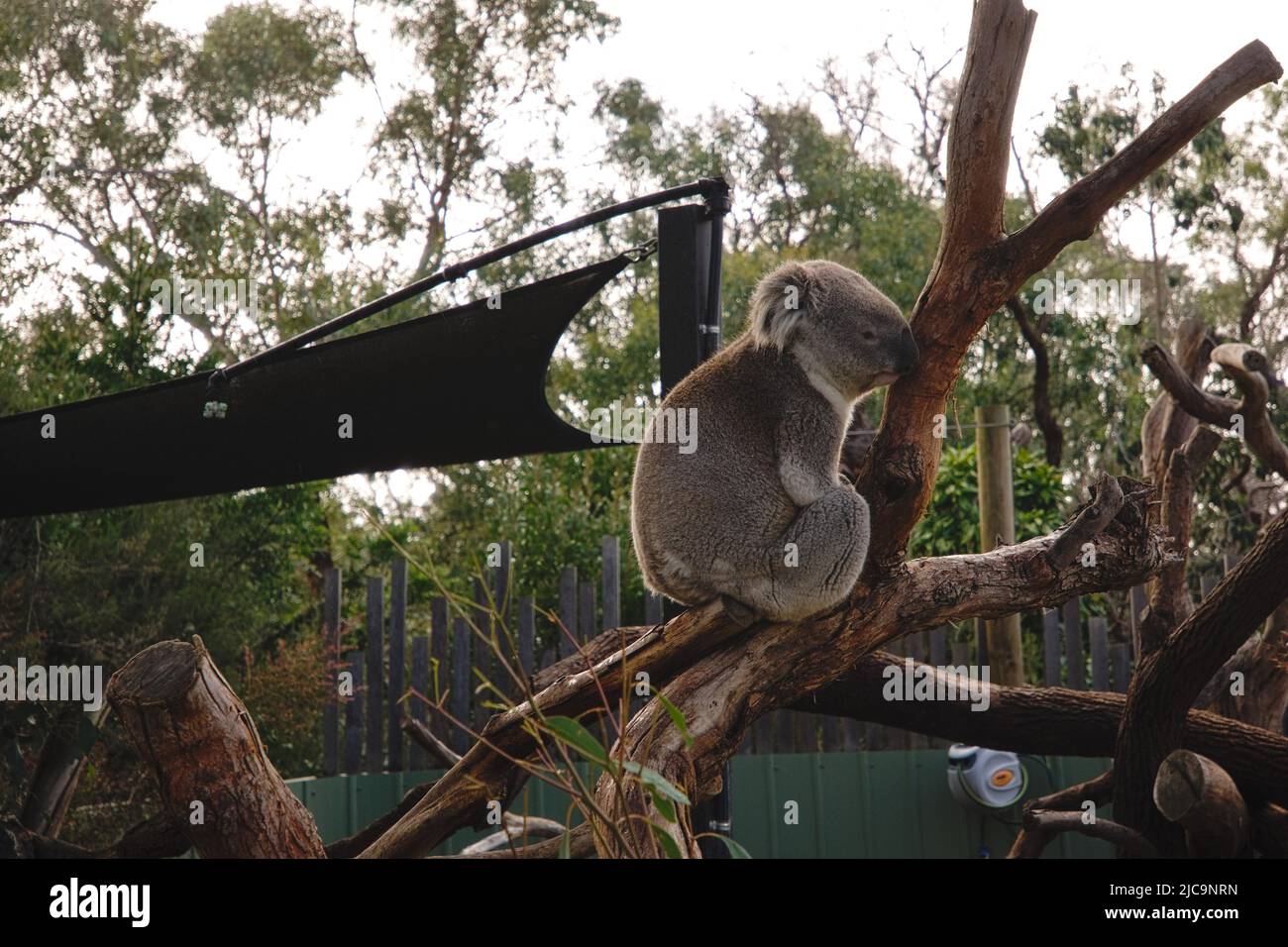 Portrait de Koala assis sur une branche. Banque D'Images