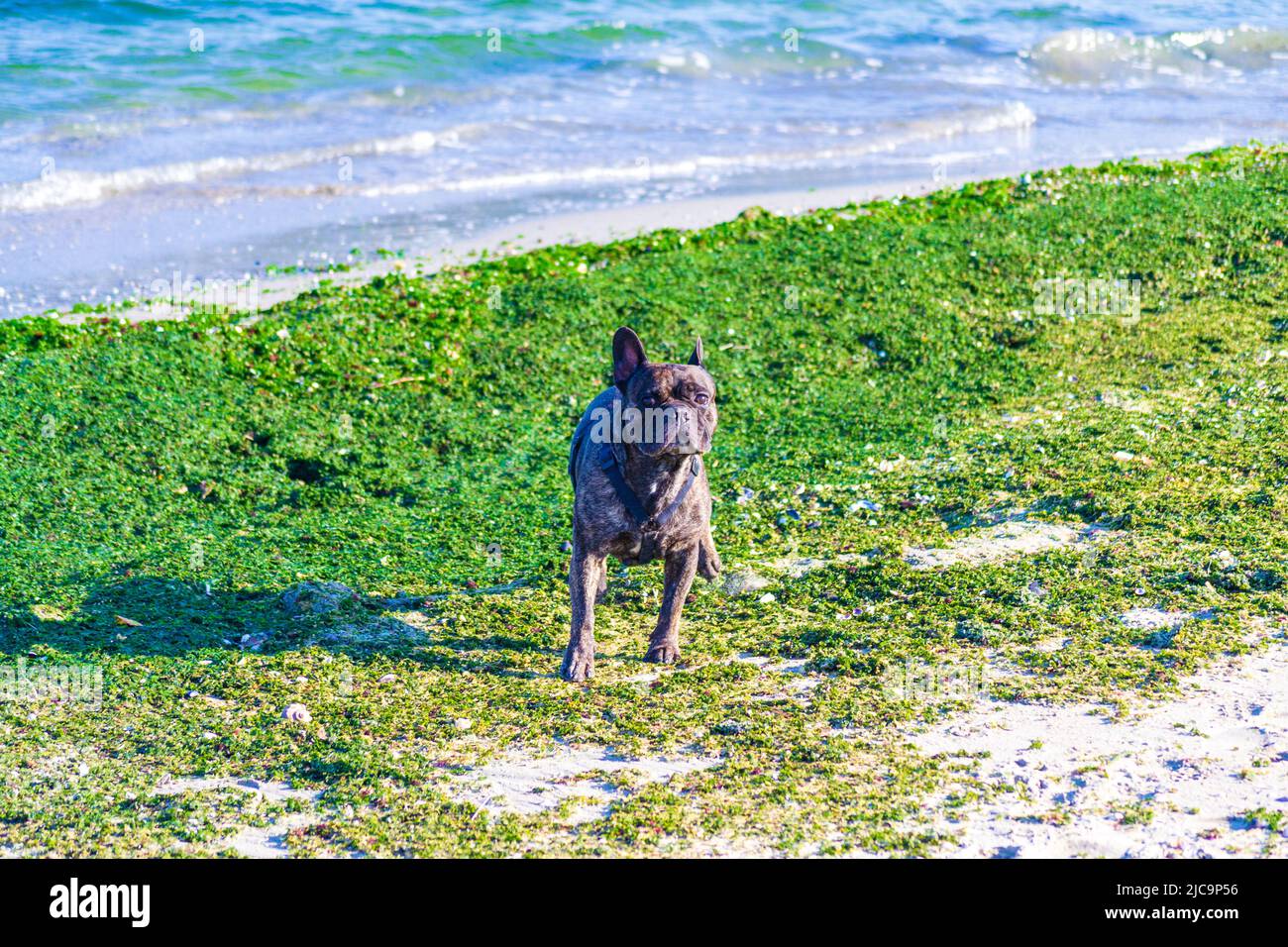 Bringé français bulldog en prenant une promenade à la plage d'Asparuhovo parmi les algues, ville de Varna Banque D'Images