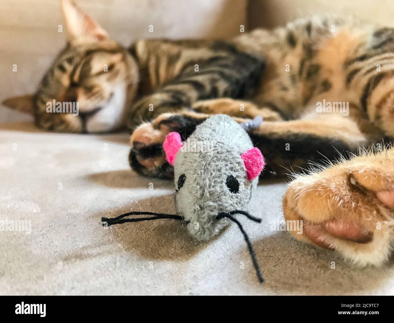 Souris Endormies Banque De Photographies Et D Images A Haute Resolution Alamy