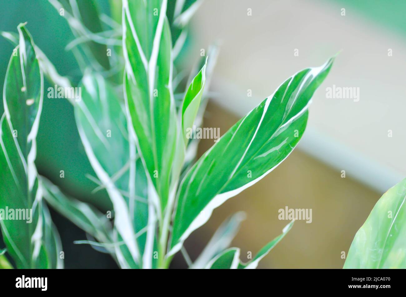 SynonymA sanderae, Variegated Shell Ginger ou ZINGIBERACEAE ou Alpinia sandrerae Banque D'Images