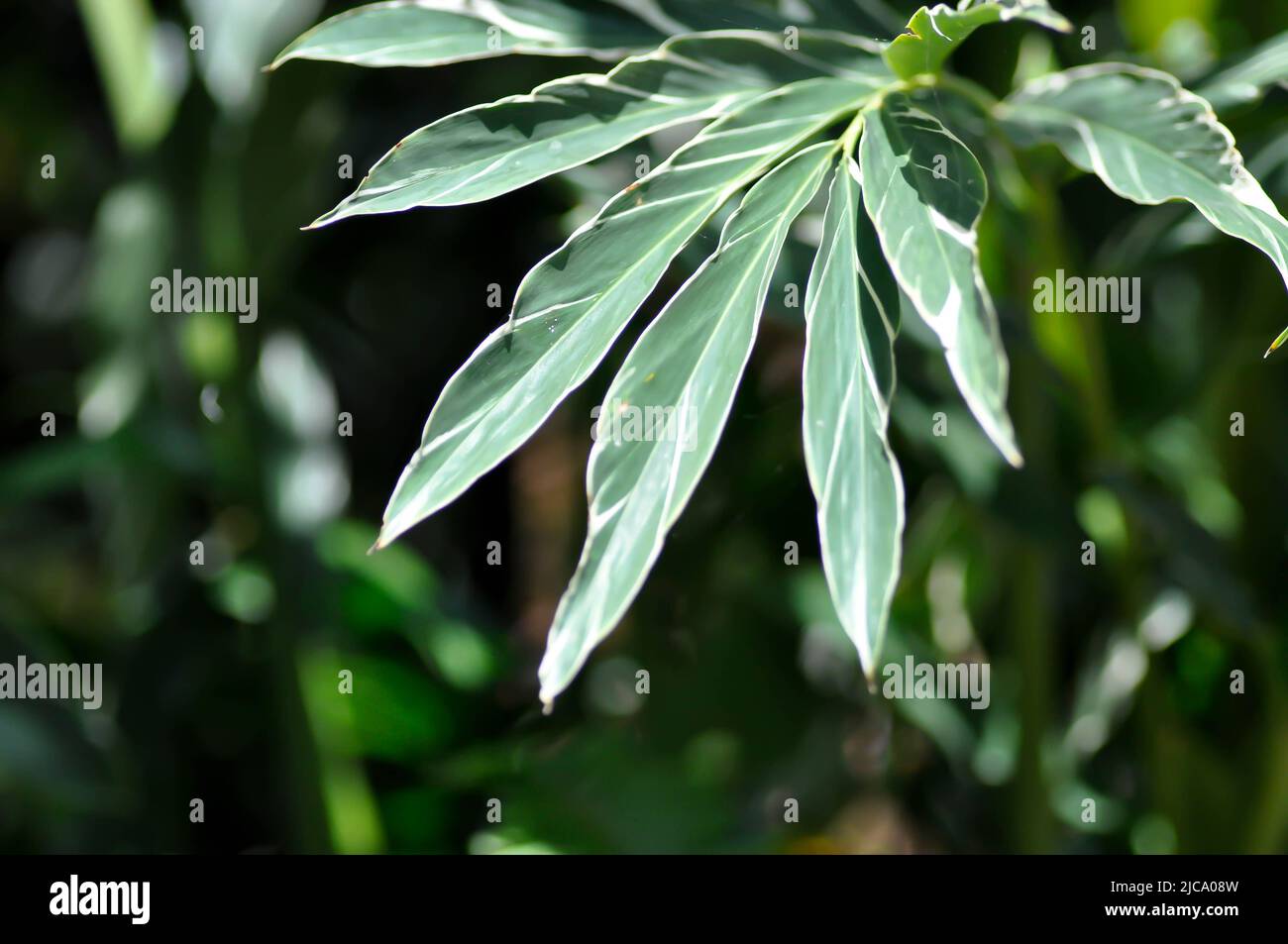 SynonymA sanderae, Variegated Shell Ginger ou ZINGIBERACEAE ou Alpinia sandrerae Banque D'Images