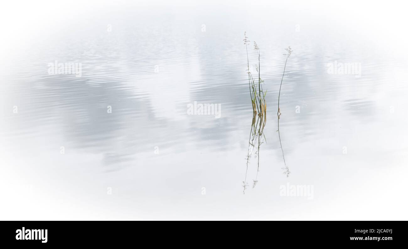 Herbes simples dans le lac Banque D'Images