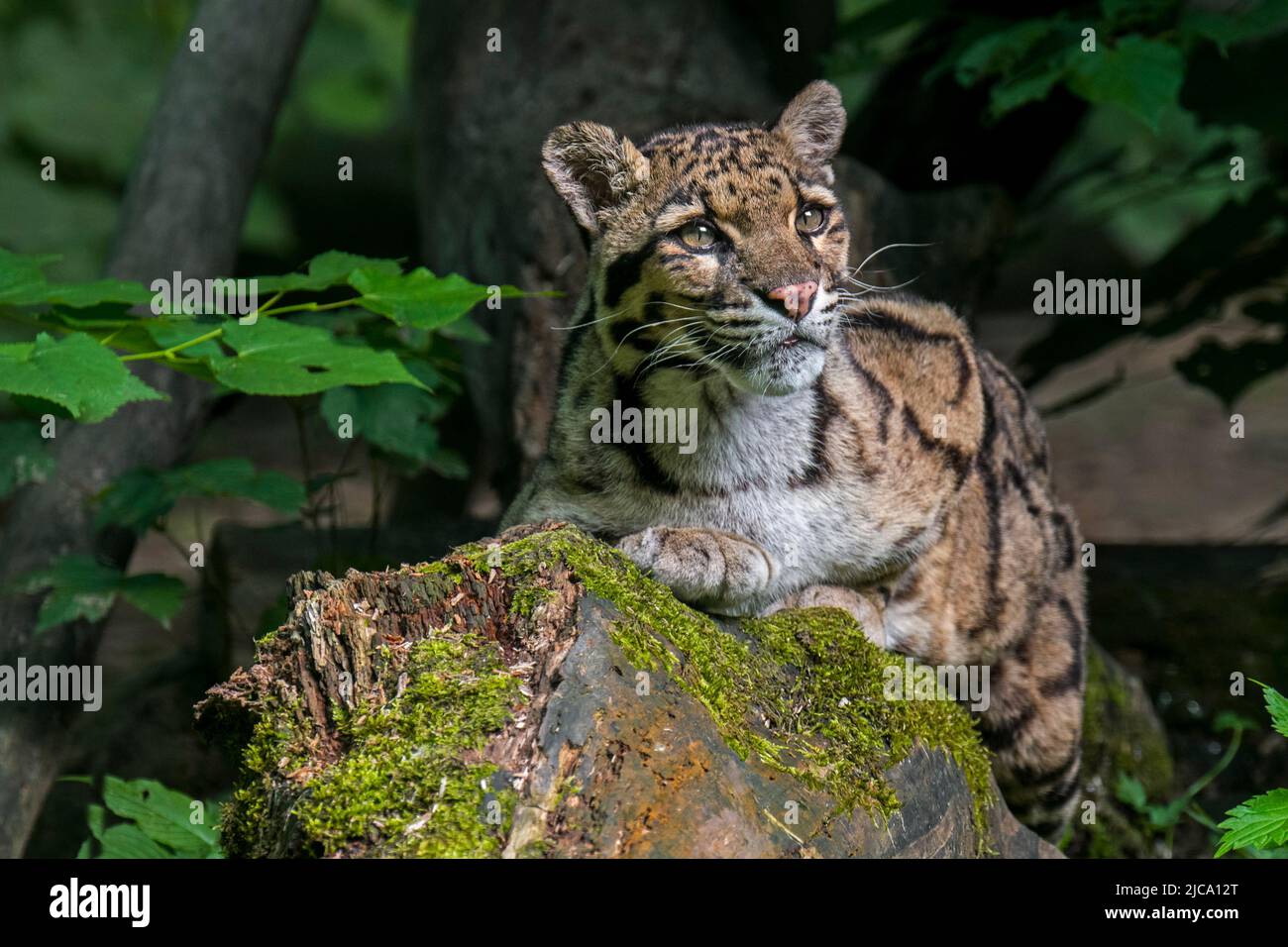 Chat sauvage de léopard (Neofelis nebulosa), originaire des contreforts de l'Himalaya, à travers l'Asie continentale du Sud-est jusqu'en Chine méridionale Banque D'Images