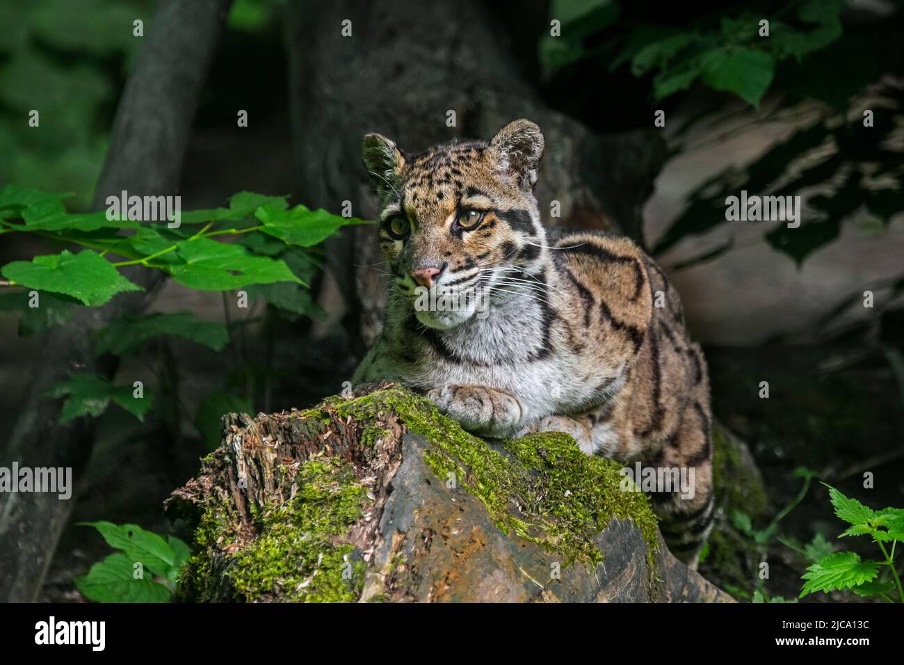 Chat sauvage de léopard (Neofelis nebulosa), originaire des contreforts de l'Himalaya, à travers l'Asie continentale du Sud-est jusqu'en Chine méridionale Banque D'Images