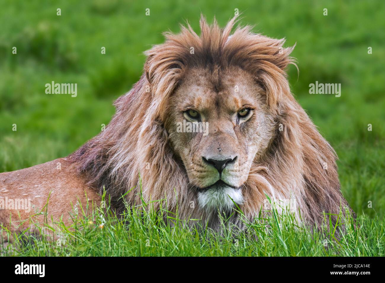 Lion de Barbarie / lion d'Afrique du Nord / lion de berbère / lion d'Atlas / lion d'Égypte (Panthera leo) Fierce look masculin, éteint dans la nature Banque D'Images
