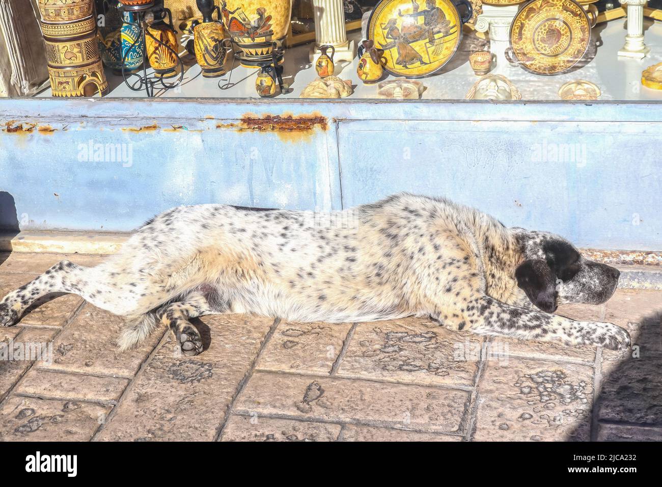 Chien avec des taches de type Dalmation s'étirant au soleil sur le trottoir devant la boutique de souvenirs grecs dans la Corinthe antique de Grèce Banque D'Images