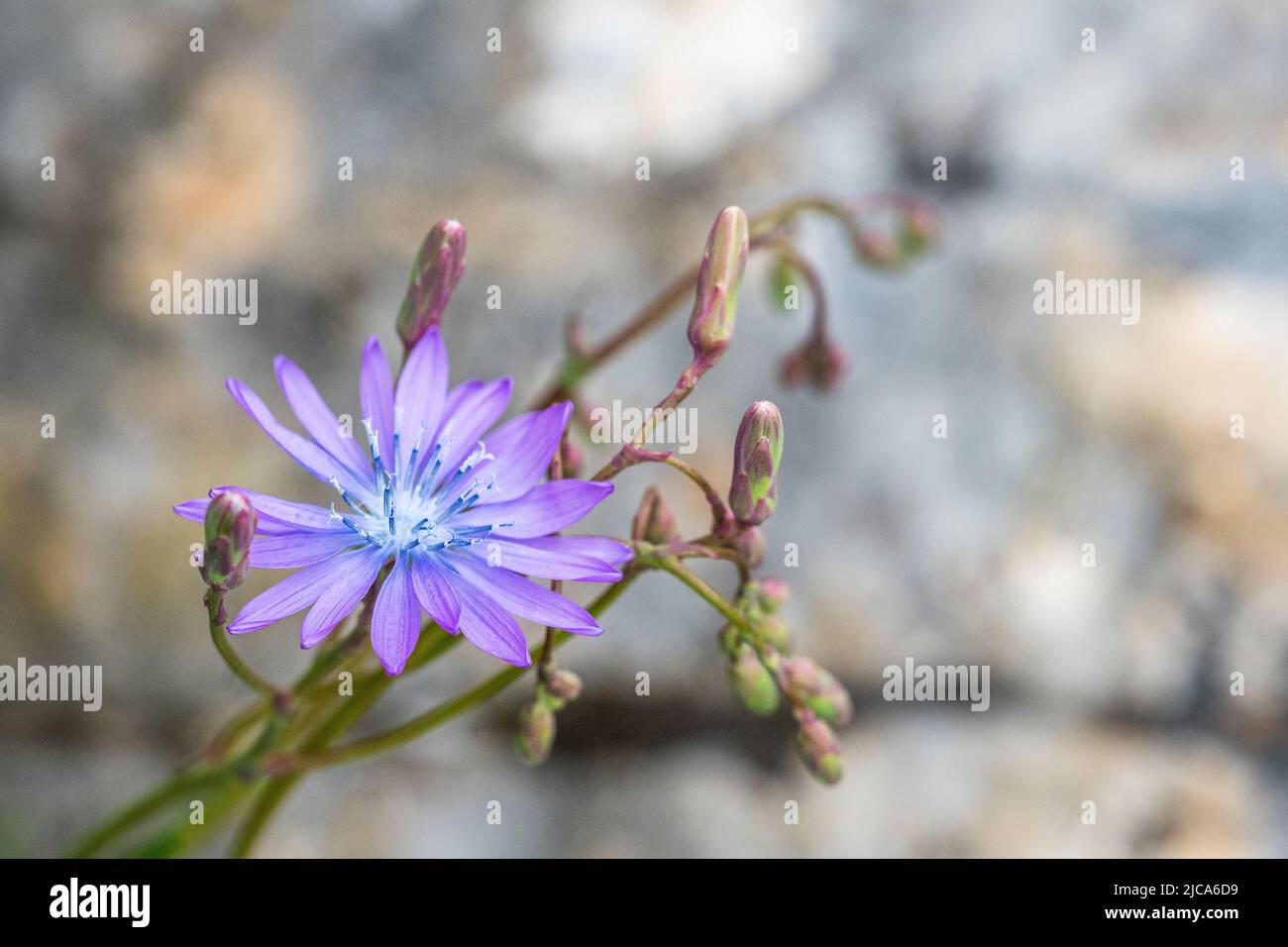 La chicorée commune (Cichorium intybus) est une plante herbacée vivace quelque peu ligneuse de la famille des Asteraceae, habituellement avec des fleurs bleu vif. Banque D'Images