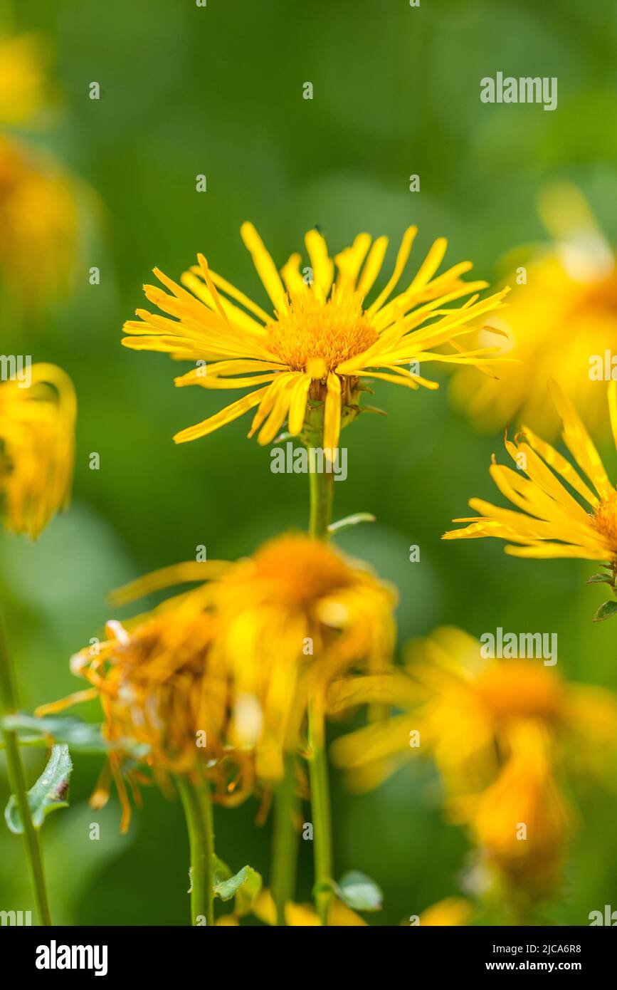 Inula salicina (nom usuel Irish fleabane (UK) ou saulowleaf yellowhead