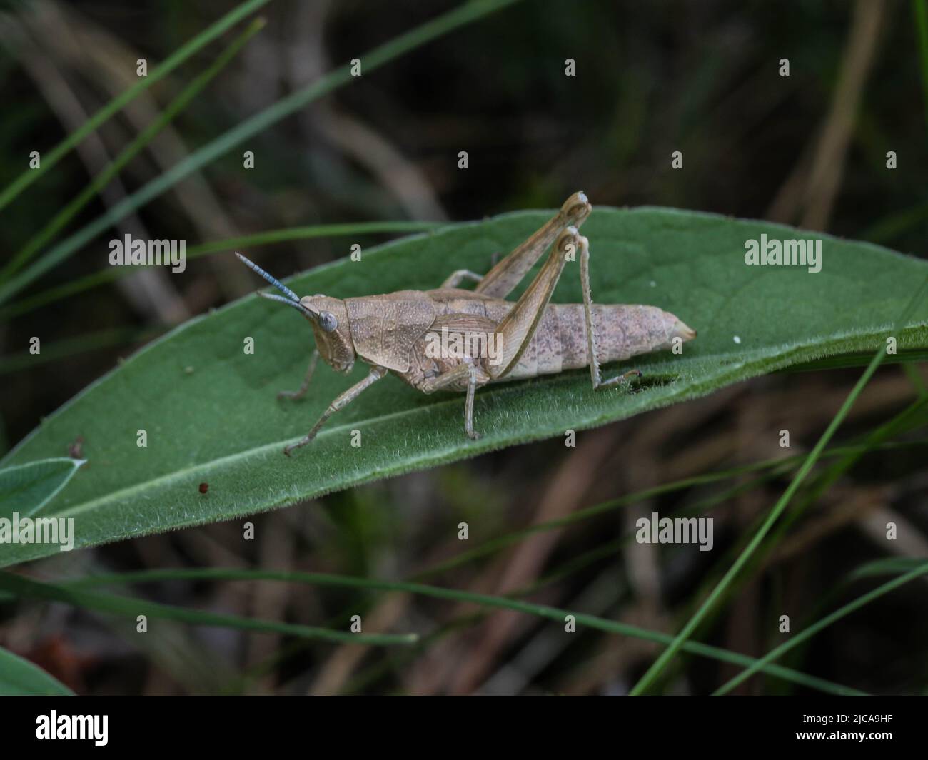 Femelle brune adulte de la criquet endémique Pyrgomorphella serbica sur le mont Tara en Serbie Banque D'Images