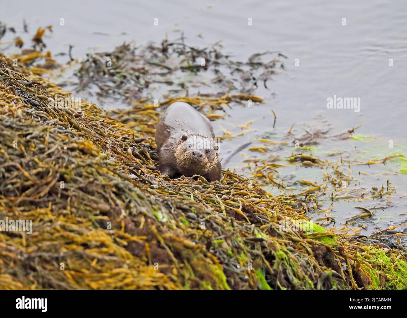 Eurasian loutre (Lutra lutra) Banque D'Images