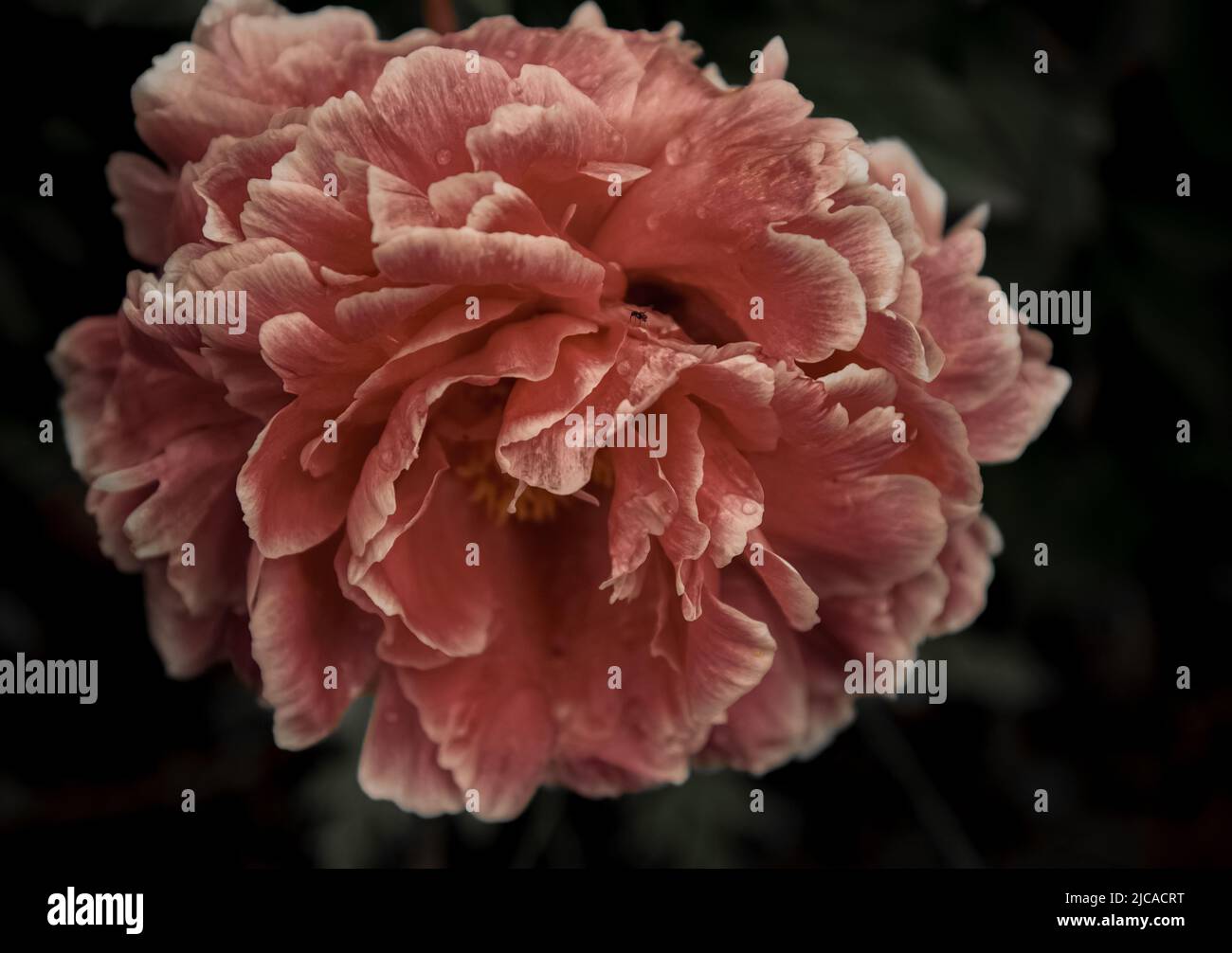 Tête de fleur de pivoine après la chute de pluie. Banque D'Images