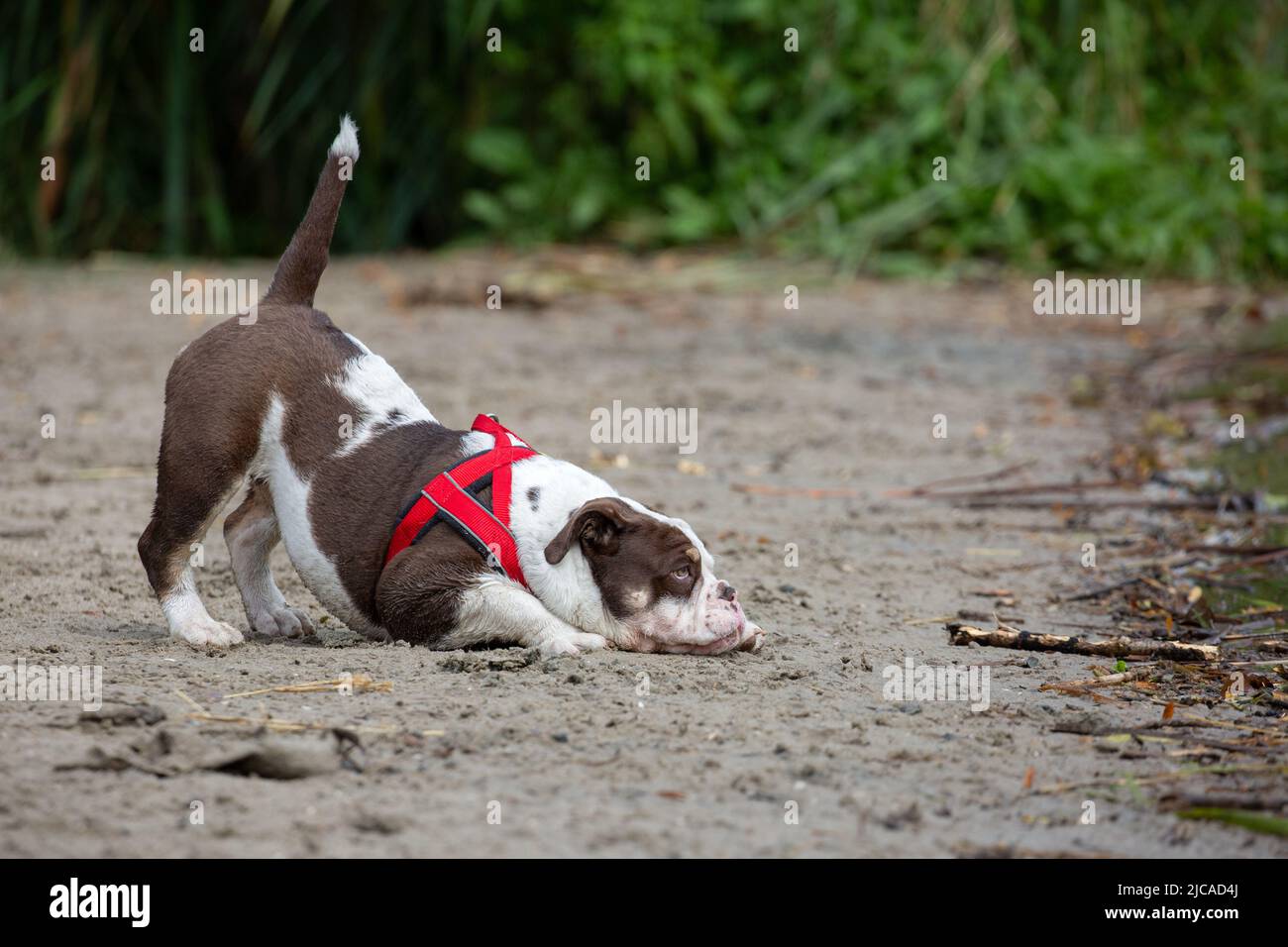 Bulldog allongé et regardant le bâton sur la plage avec la queue vers le haut Banque D'Images