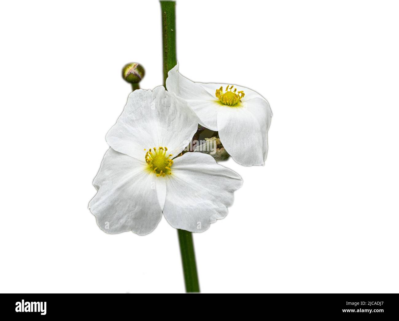 Belle petite fleur blanche échinodorus hybride est une plante aquatique  Photo Stock - Alamy