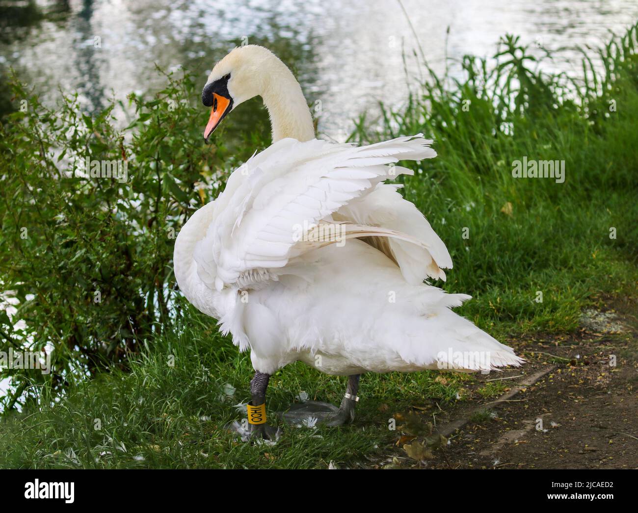 Le cygne blanc 'Cygnus olor' lève ses ailes en affichant des plumes de plumage. Vue arrière des oiseaux sauvages avec profil de tête latéral. Grand Canal, Dublin, Irlande Banque D'Images