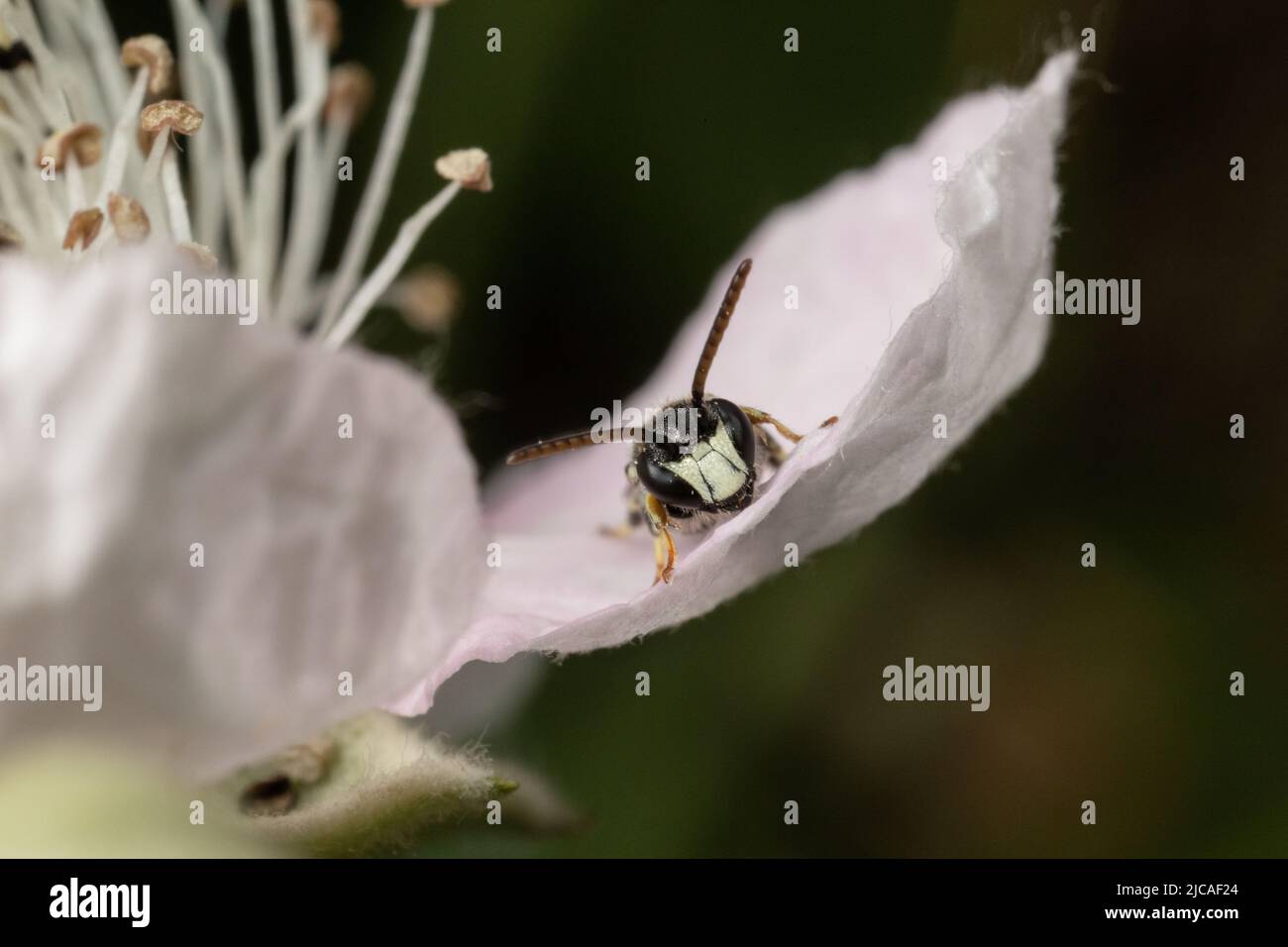 Petite abeille à la tête jaune et poilue assise sur un pétale de rose sauvage, Kent, Royaume-Uni. Banque D'Images