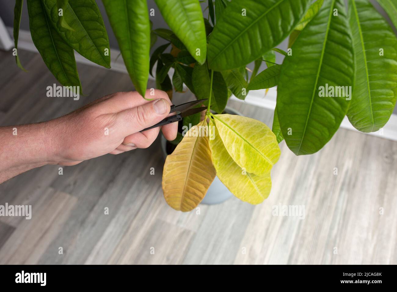 Coupe des feuilles mortes d'une usine de Pachira Aquatica. Concept de soin  de la maison Photo Stock - Alamy