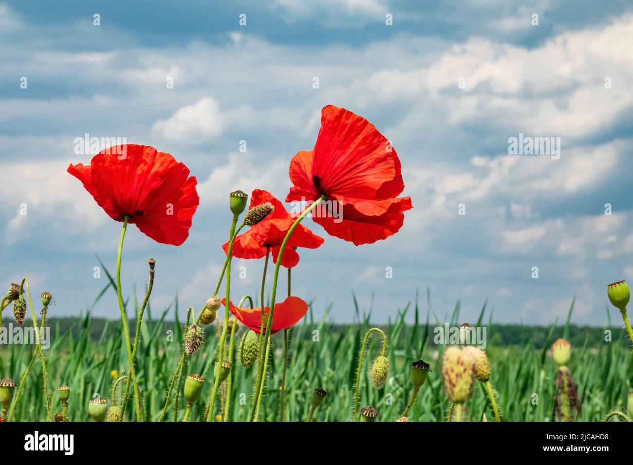 Fleurs de pavot rouge sur le terrain en Ukraine. Symbole des victimes de guerre et des anciens combattants. Souvenir du pavot. Banque D'Images