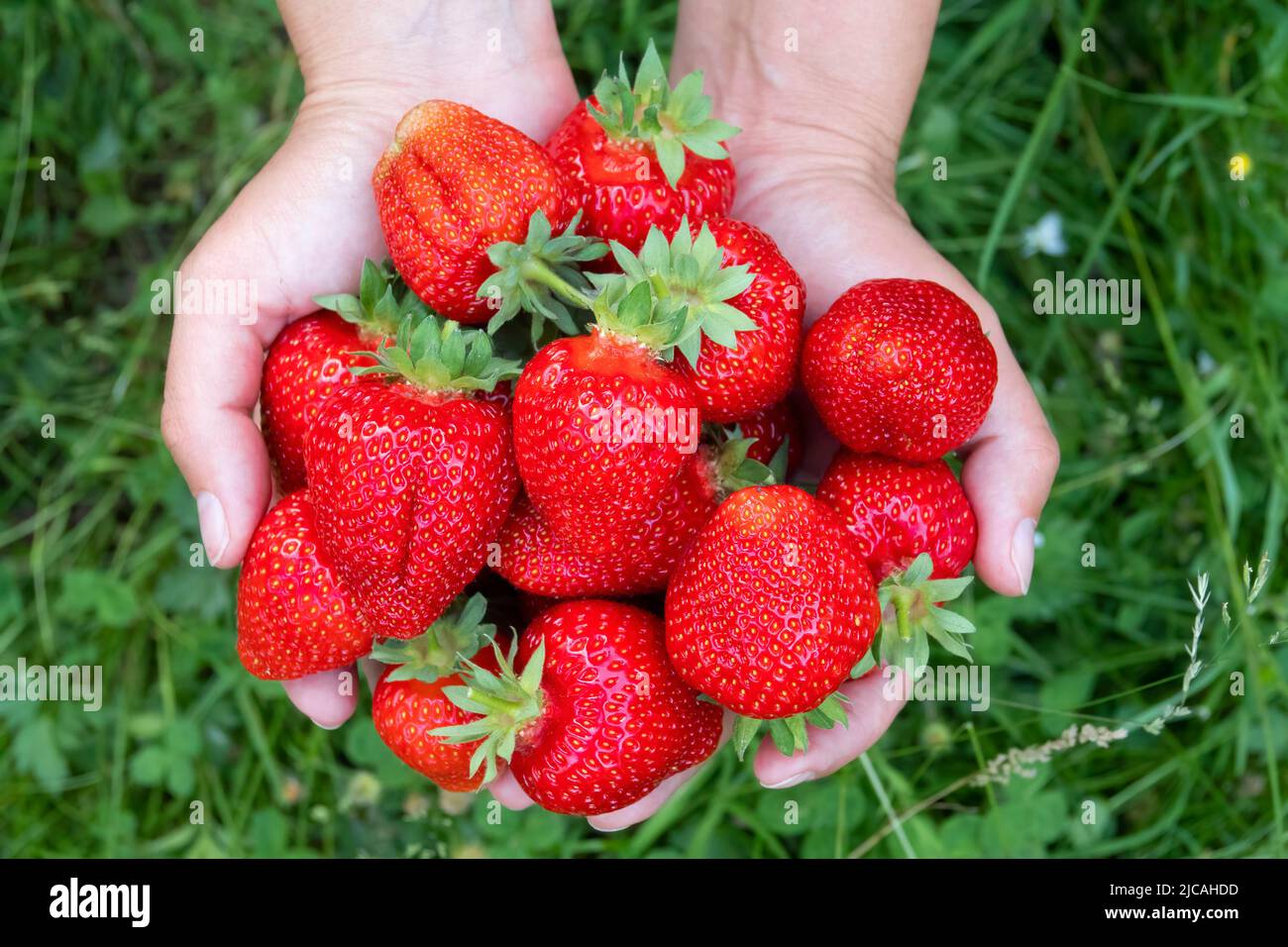 Une poignée de grandes fraises mûres. Une récolte de baies délicieuse et saine Banque D'Images