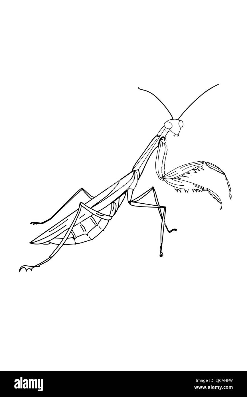 mignon, mascotte de dessin animé, dessin d'illustration de mantis, isolé. Banque D'Images