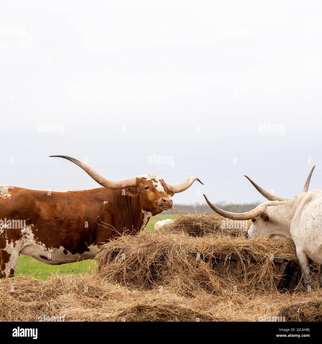 Le bétail de boeuf Longhorn du Texas mangeant du foin dans le pâturage par une journée nuageux. Banque D'Images