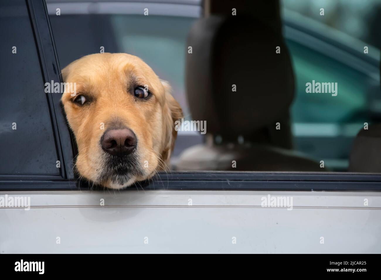 Le chien Golden Retriever est bien pensé et regarde par la fenêtre de la voiture la tête reposant sur le bas de la fenêtre - gros plan Banque D'Images