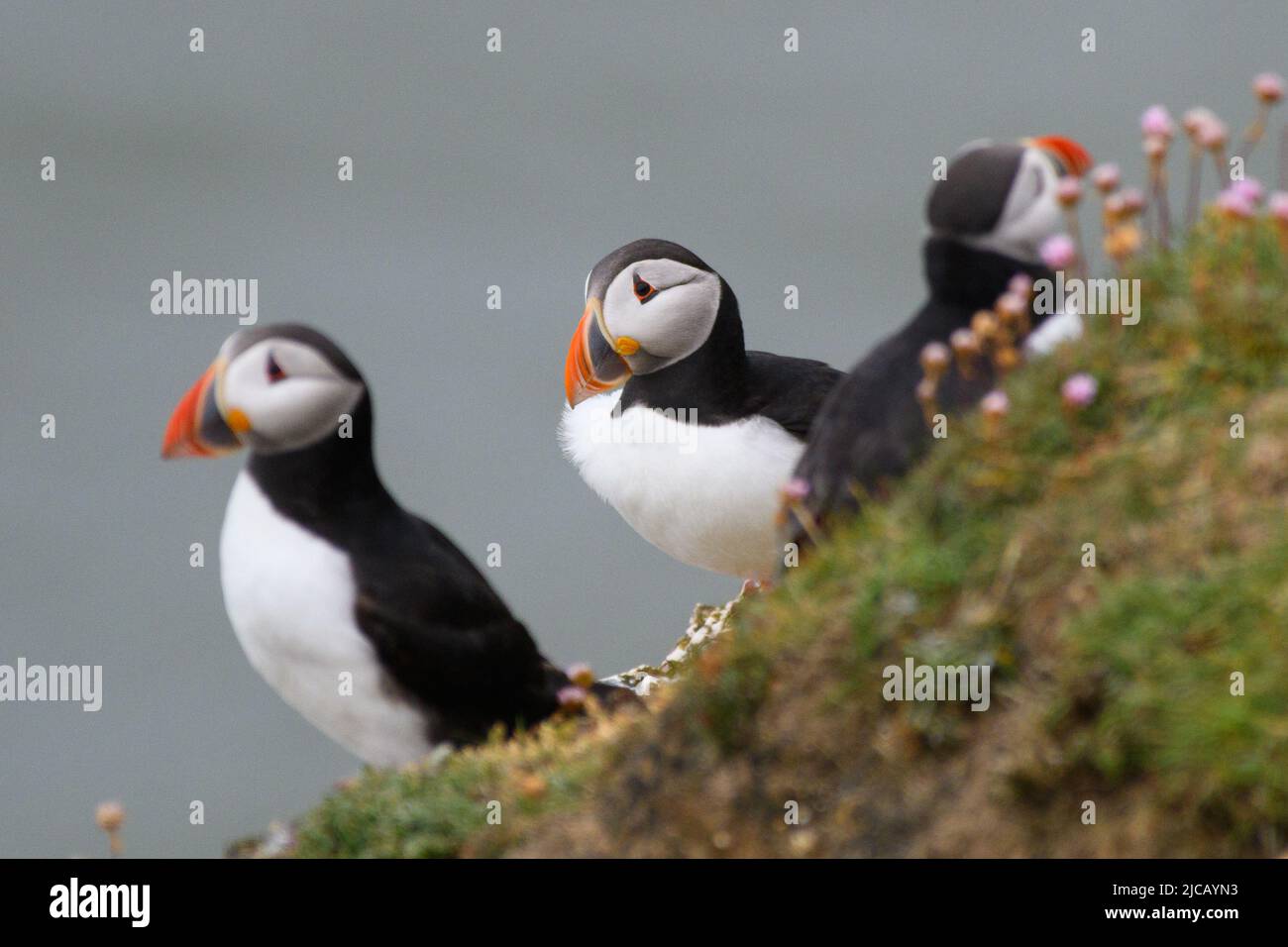 BRIDLINGTON, ROYAUME-UNI. 4th JUIN Puffins photographiés à la réserve naturelle de Bempton Cliffs, à Bridlington, dans le Yorkshire de l'est, le samedi 4th juin 2022. (Crédit : Jon Hobley | MI News) Banque D'Images