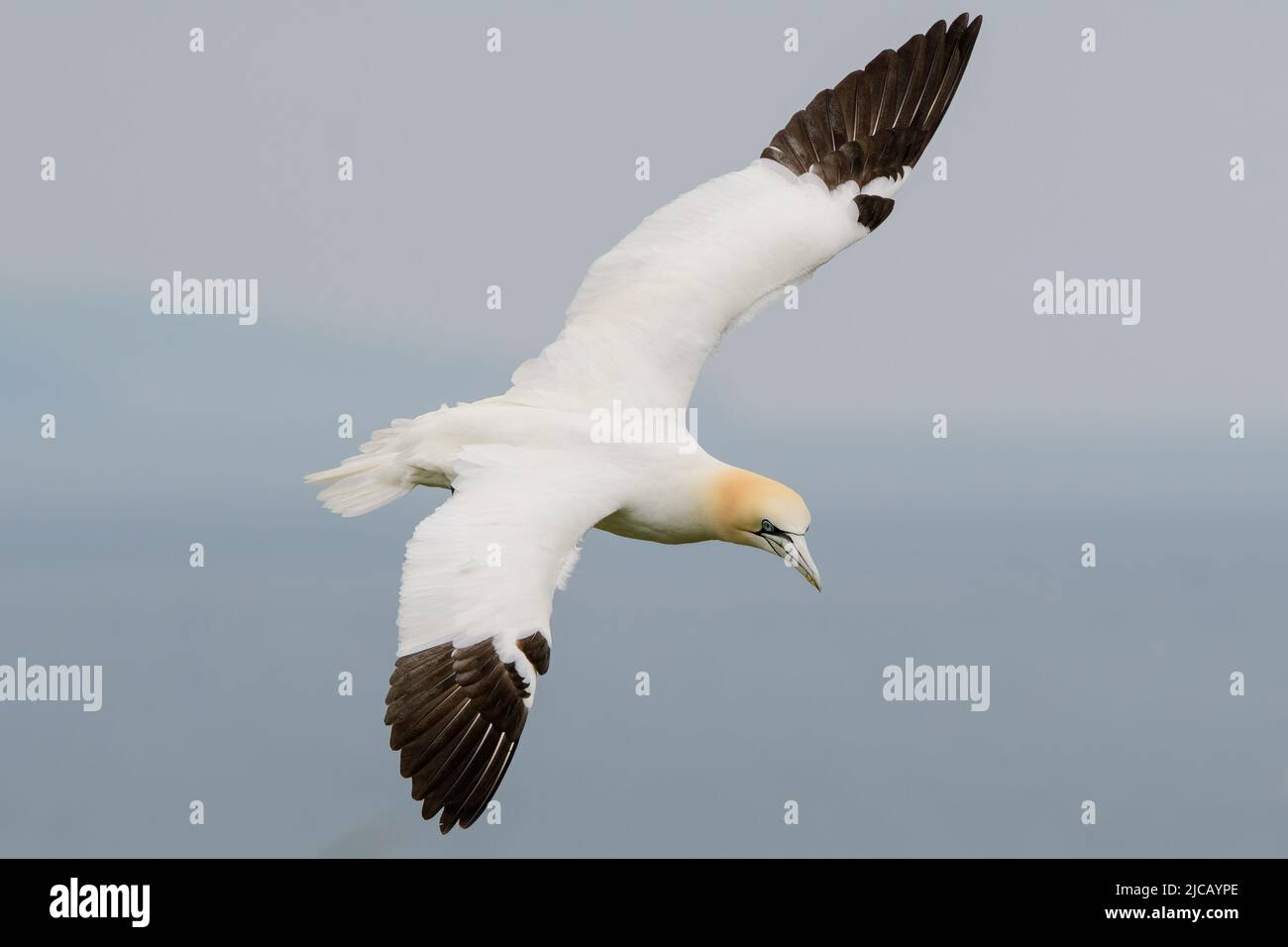 BRIDLINGTON, ROYAUME-UNI. 4th JUIN Gannet photographié à la réserve naturelle de Bempton Cliffs, à Bridlington, dans le Yorkshire de l'est, le samedi 4th juin 2022. (Crédit : Jon Hobley | MI News) Banque D'Images