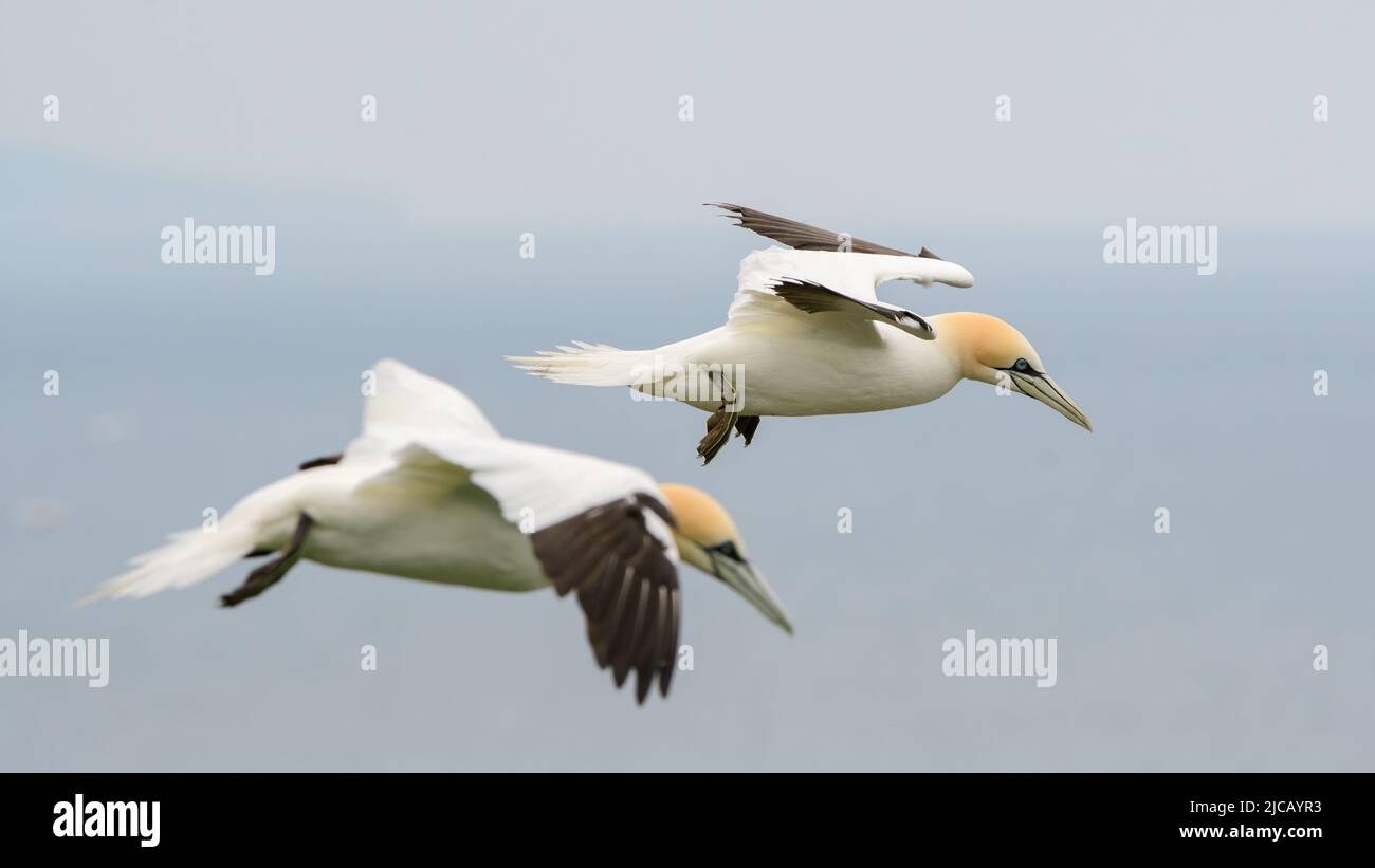 BRIDLINGTON, ROYAUME-UNI. 4th JUIN Gannet photographié à la réserve naturelle de Bempton Cliffs, à Bridlington, dans le Yorkshire de l'est, le samedi 4th juin 2022. (Crédit : Jon Hobley | MI News) Banque D'Images