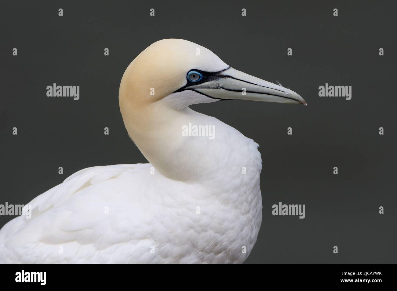 BRIDLINGTON, ROYAUME-UNI. 4th JUIN Gannet photographié à la réserve naturelle de Bempton Cliffs, à Bridlington, dans le Yorkshire de l'est, le samedi 4th juin 2022. (Crédit : Jon Hobley | MI News) Banque D'Images