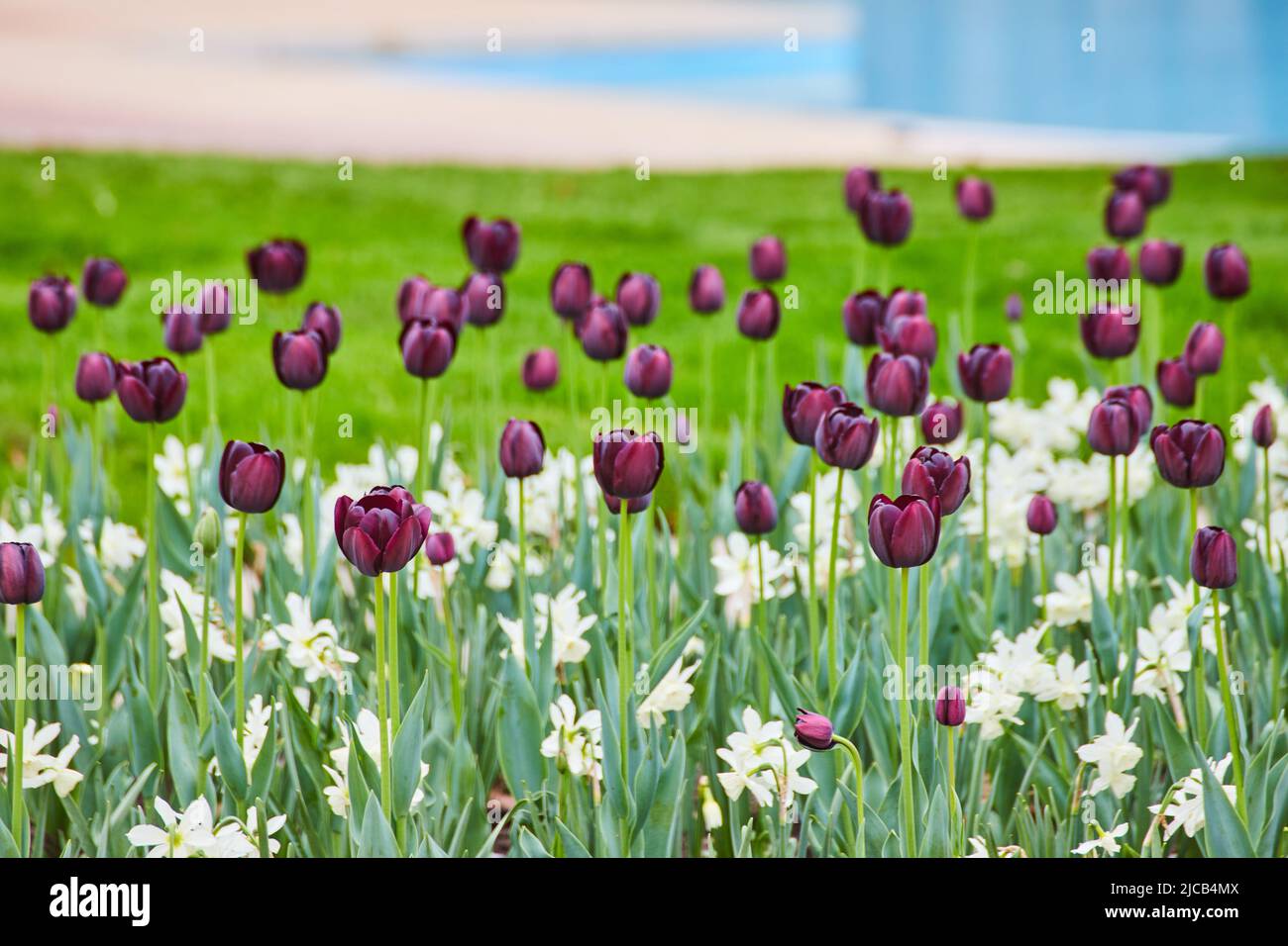 Champ de tulipe de printemps de pourpre et blanc près de la fontaine du parc Banque D'Images