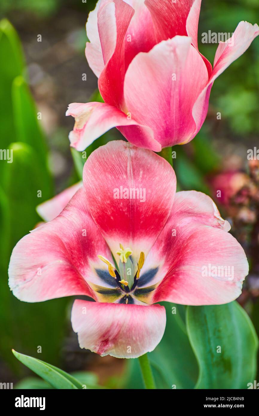Superbes tulipes roses de près Banque D'Images