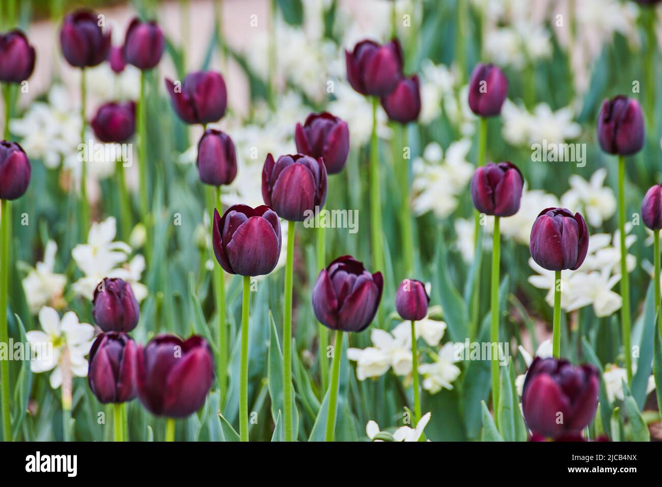 Jardin de printemps de tulipes pourpres et blanches Banque D'Images