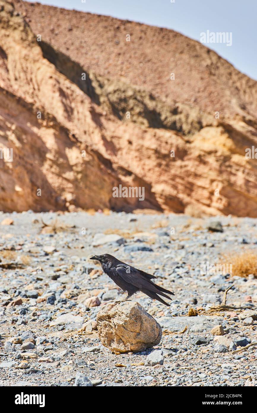 Petit rocher avec le corbeau reposant sur le dessus et les montagnes à distance Banque D'Images