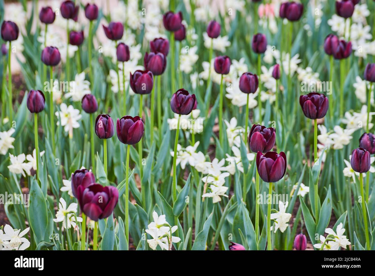 Jardin de printemps plein de tulipes pourpres et blanches Banque D'Images