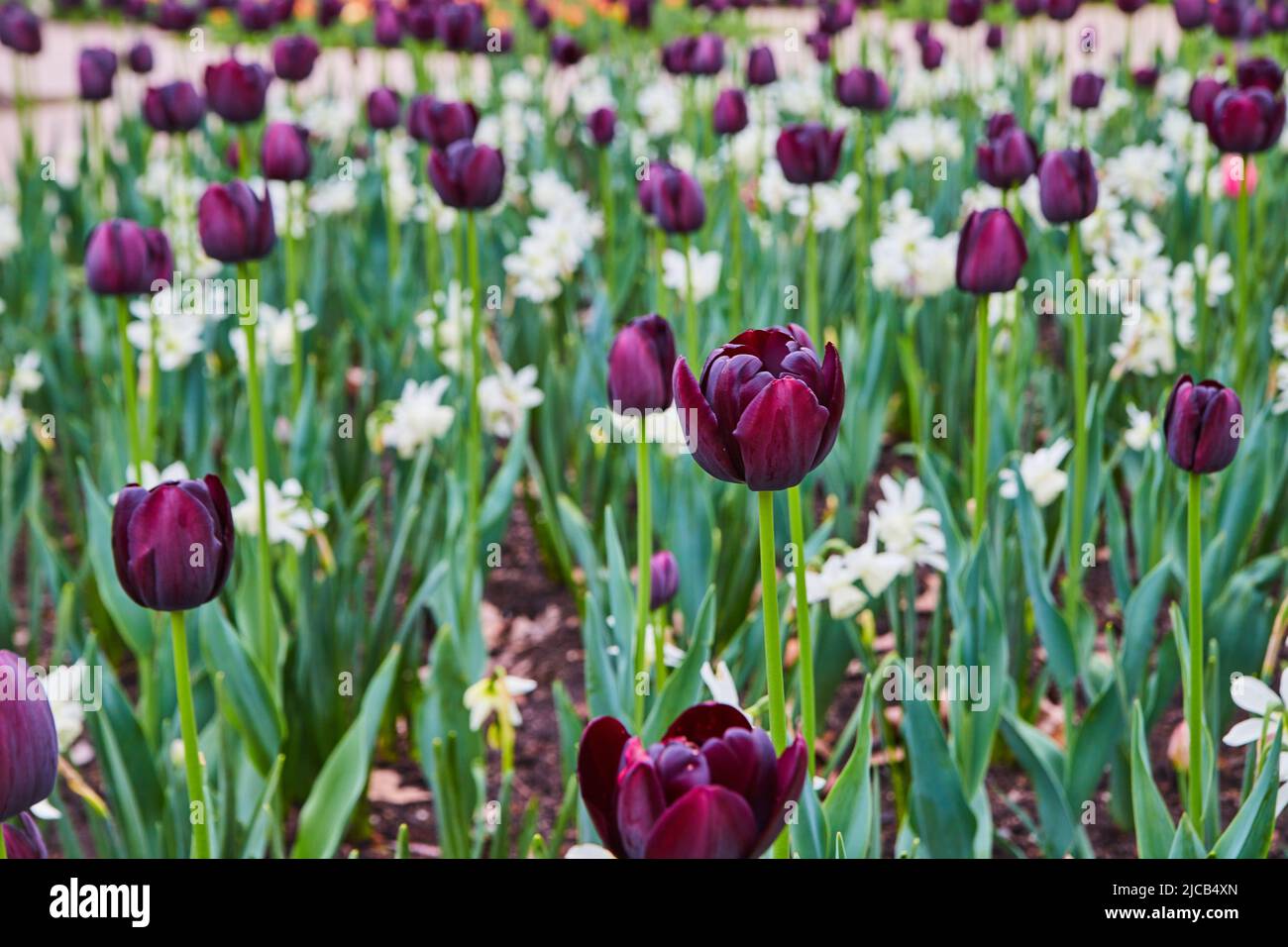 Jardin de tulipes de printemps de près avec des fleurs pourpres et blanches Banque D'Images