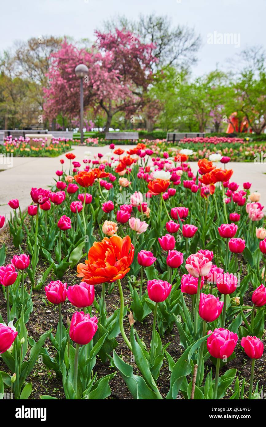 Pic de printemps coloré Saint Valentin jardin de tulipe dans le parc de la ville d'Indiana Banque D'Images