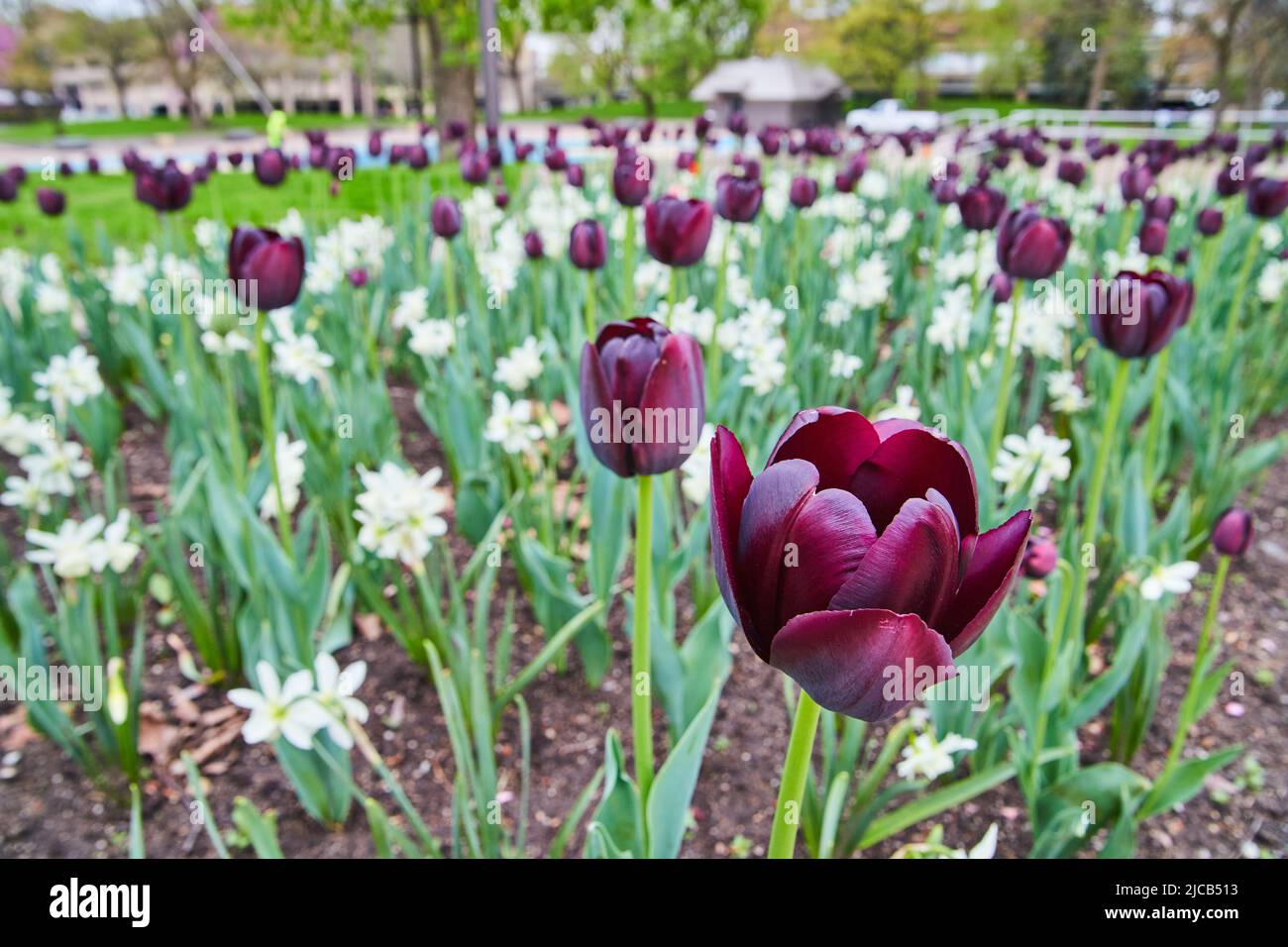 Champ de tulipes blanc et violet de printemps dans le parc du centre-ville Banque D'Images