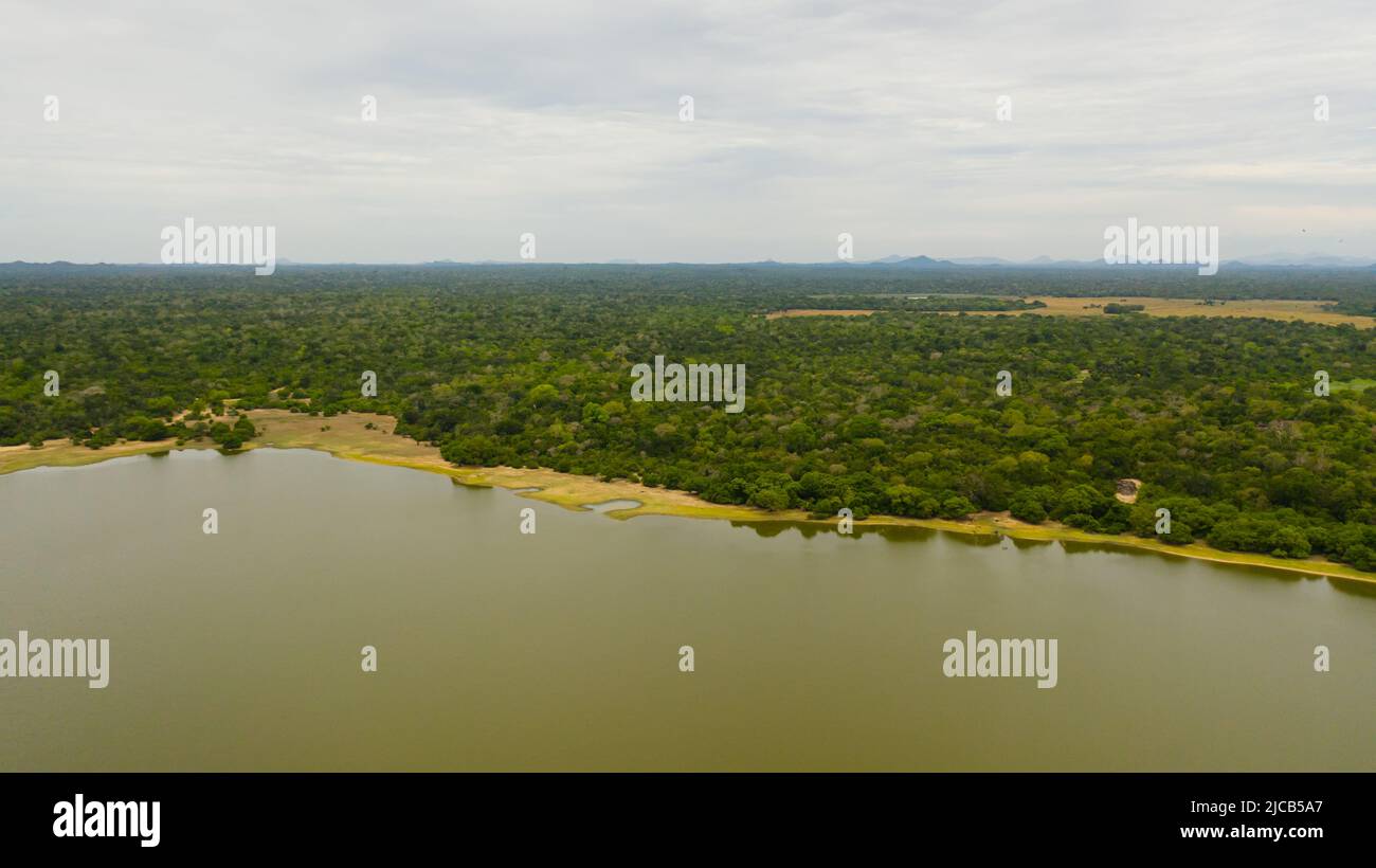 Un lac au milieu de la forêt tropicale et de la jungle. Panama Wewa au Sri Lanka. Baie d'Arugam. Banque D'Images