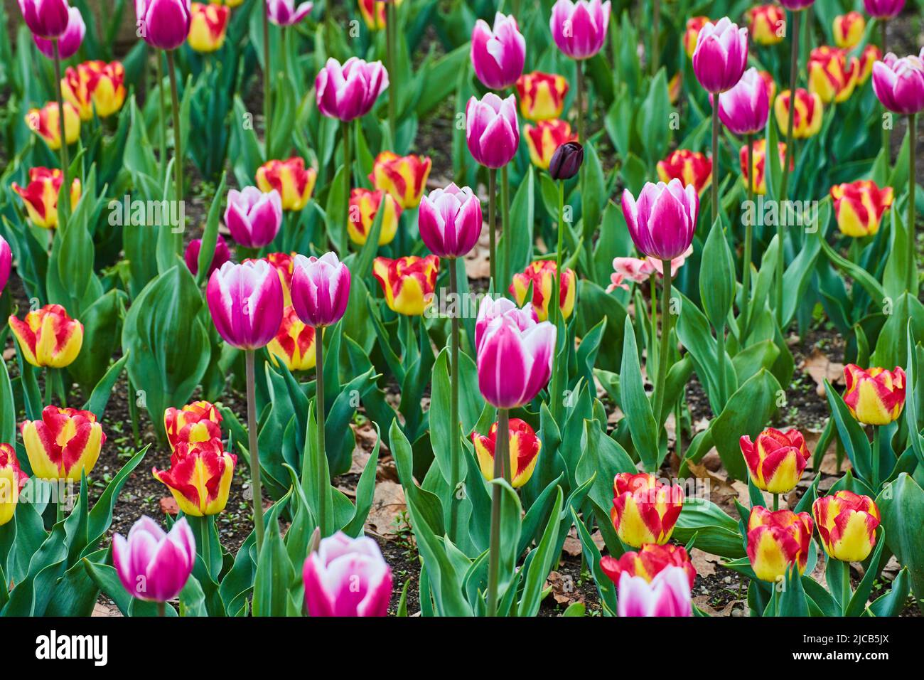 Champ de printemps de tulipes rouges et roses Banque D'Images