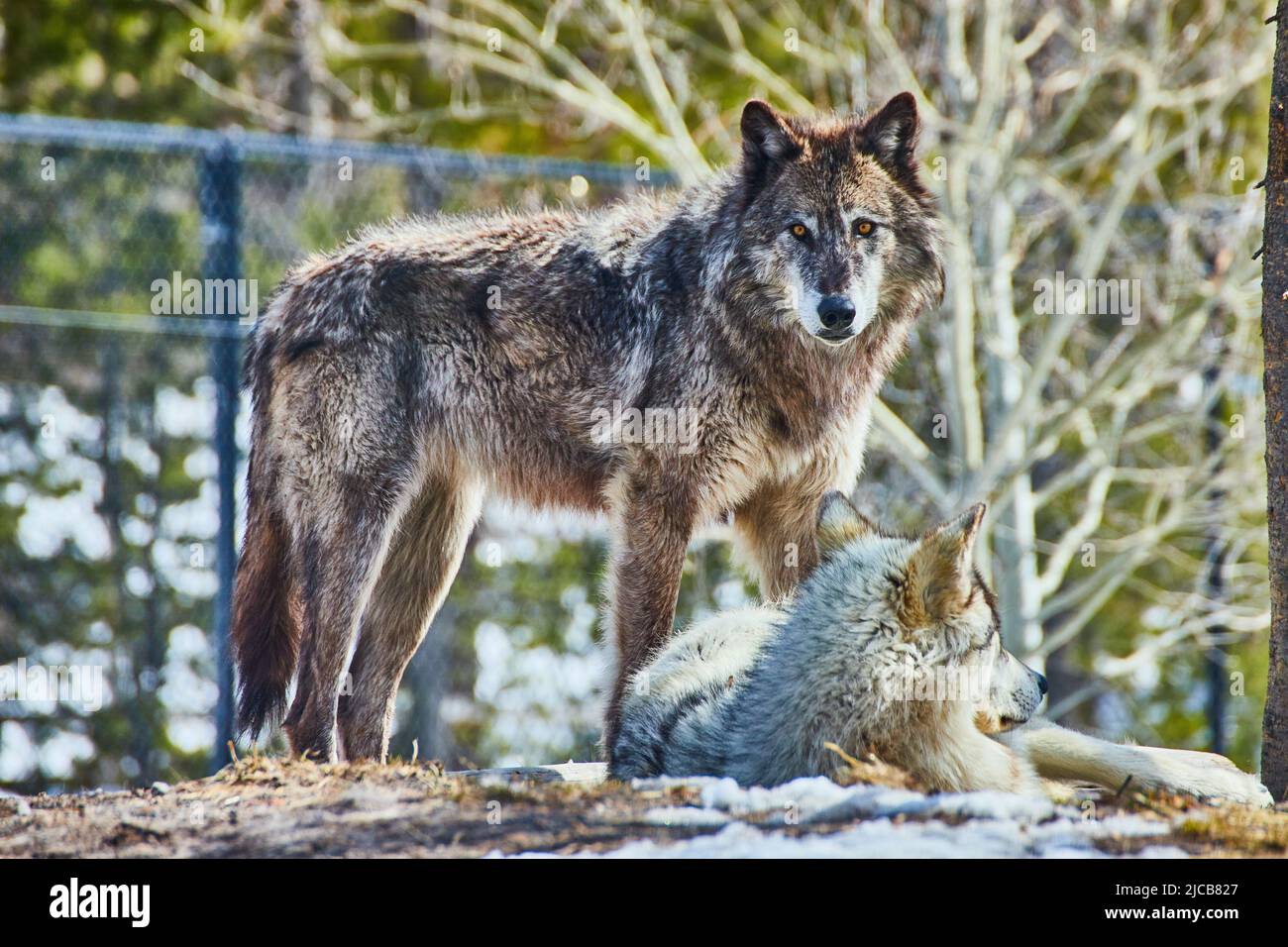 Paire de loups sur des rochers en train de faire une pause dans le parc Banque D'Images