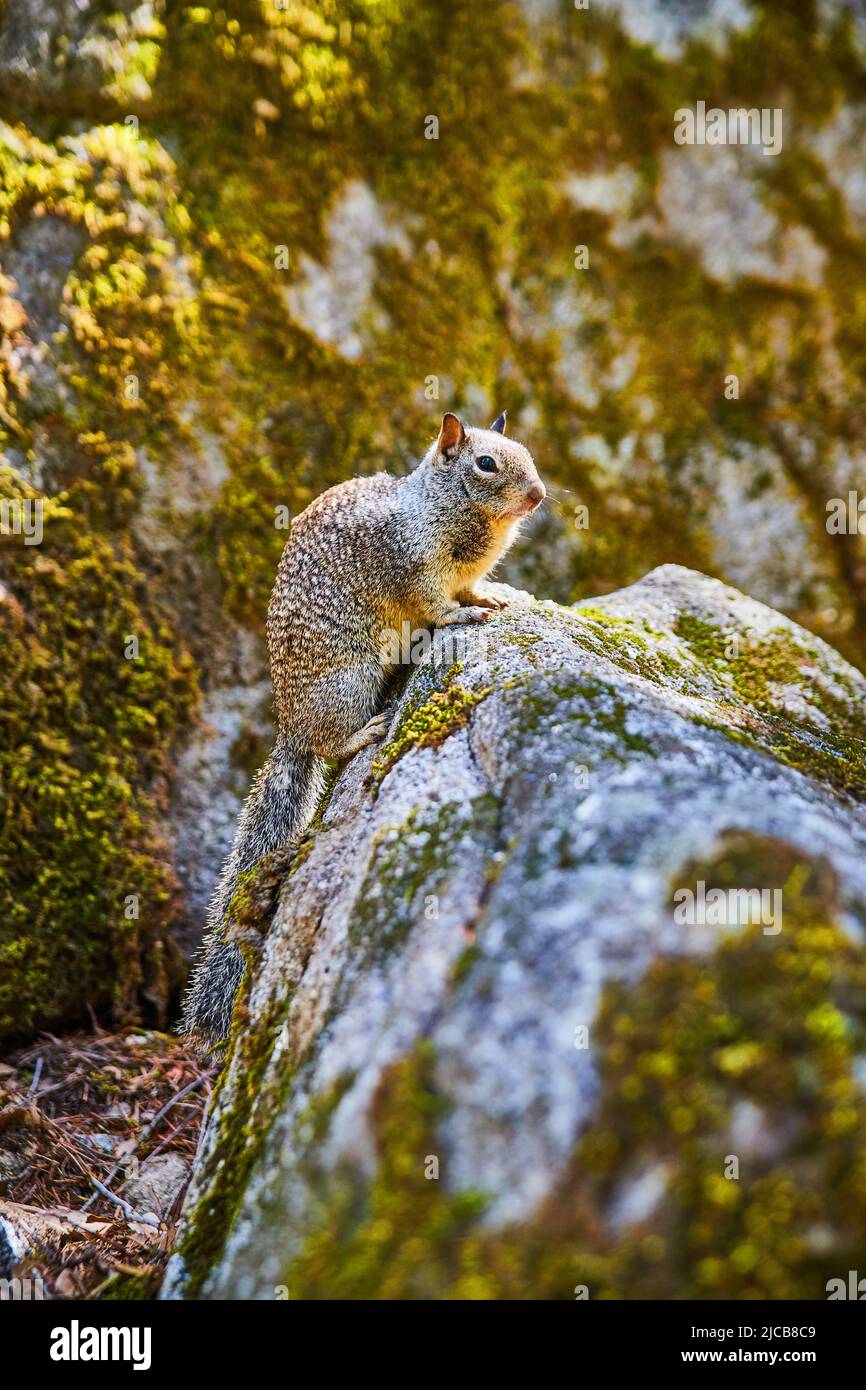 Portrait de l'adorable écureuil de terre dans les montagnes de Yosemite posant sur des roches mossy Banque D'Images