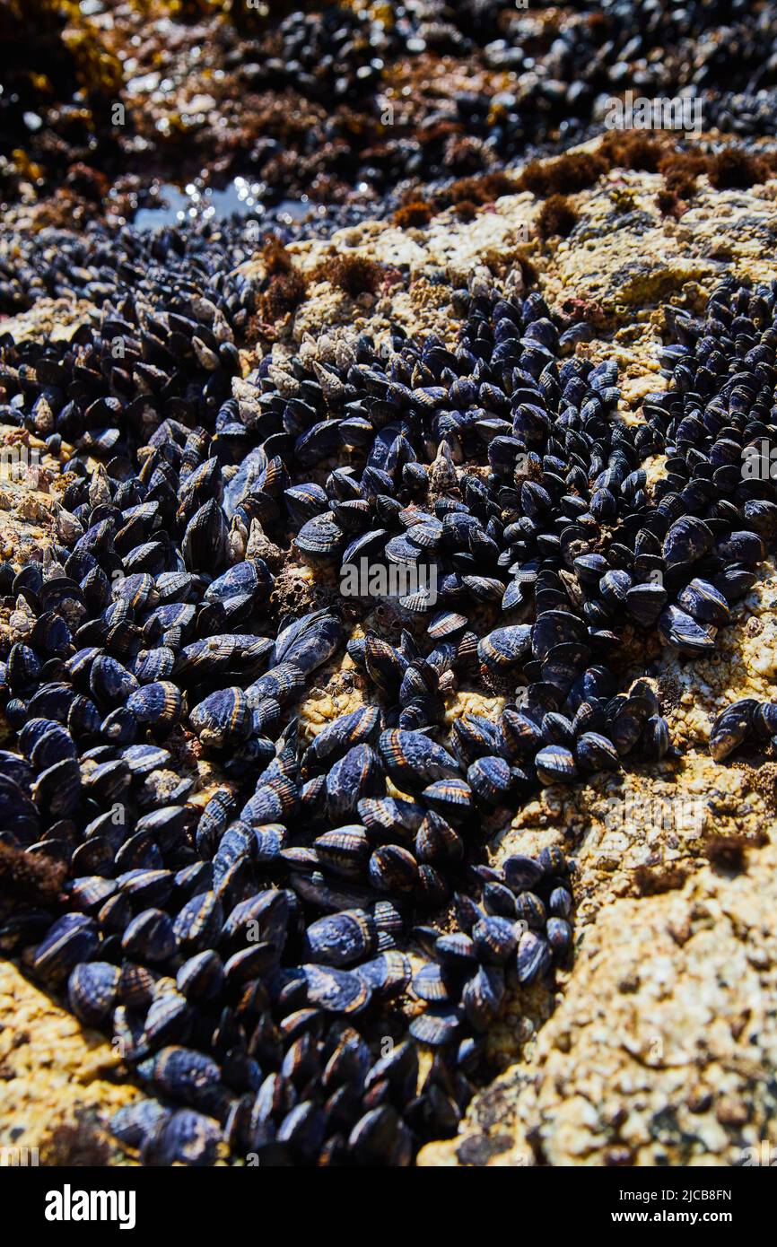 Moules couvrant des rochers sur la côte ouest Banque D'Images