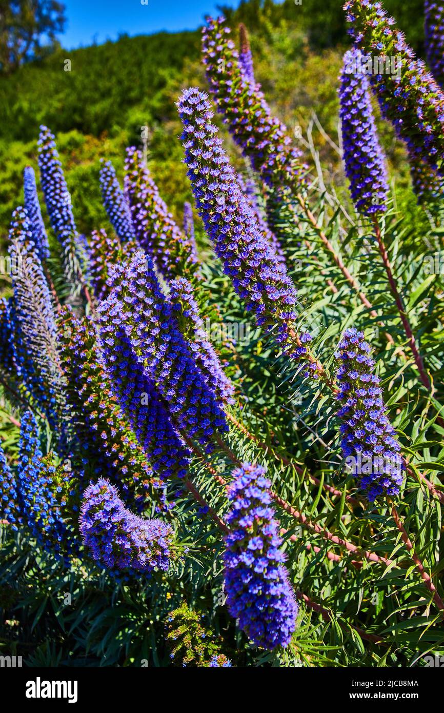 Fleurs printanières fleuries de bleu et de violet Banque D'Images