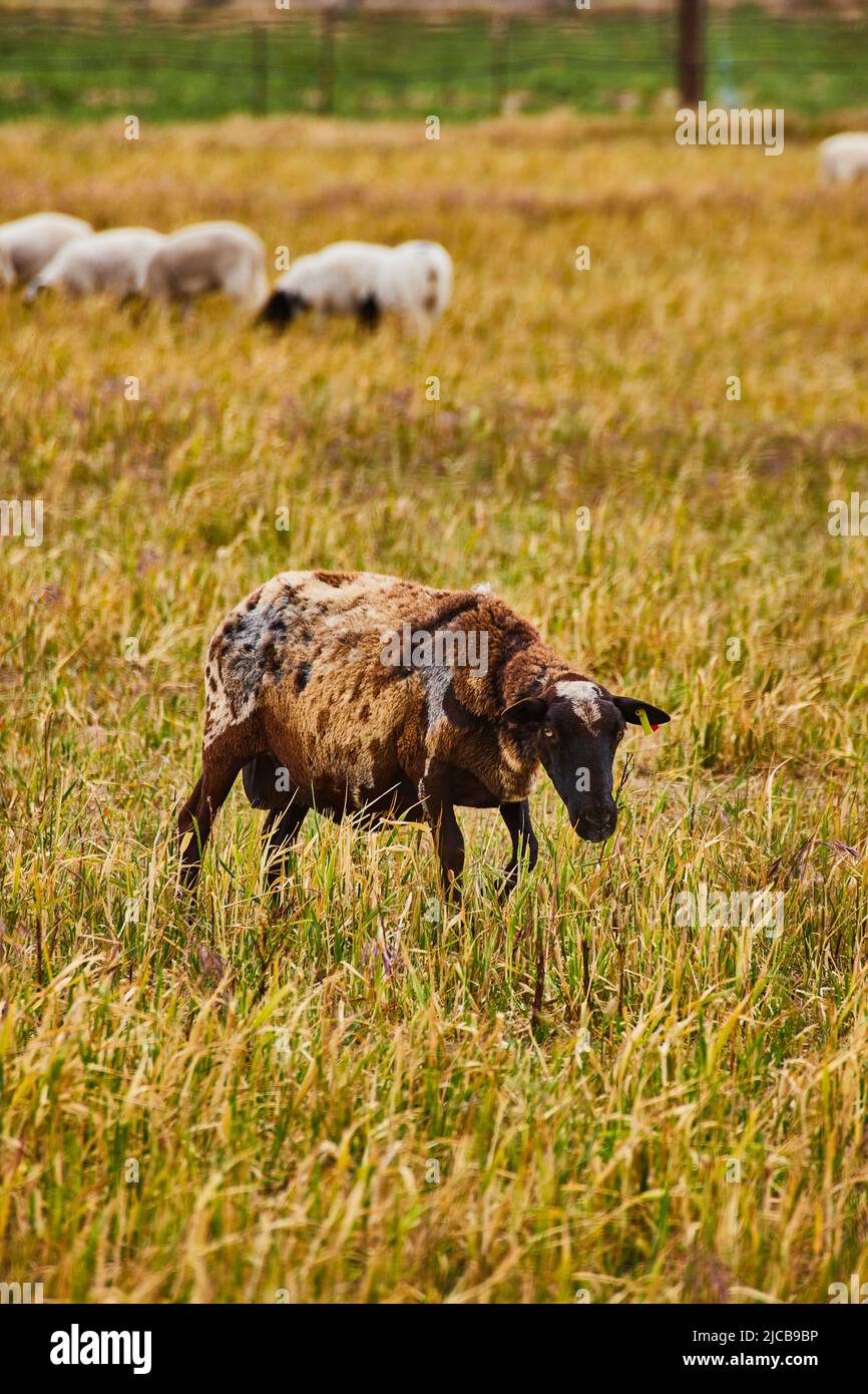 Mouton brun tacheté dans la ferme avec mouton blanc en arrière-plan Banque D'Images